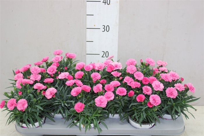 <h4>Dianthus I Love U</h4>