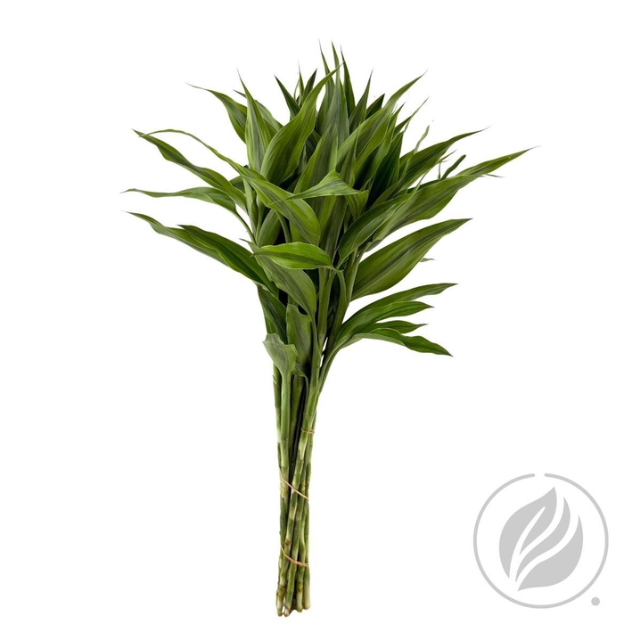 Sandriana Gold 52cm Doos