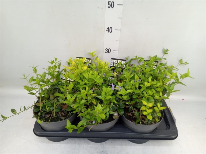 <h4>Vinca minor</h4>