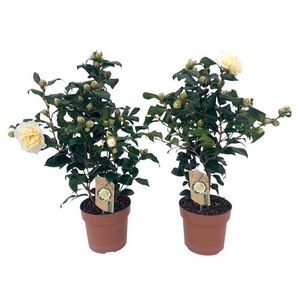 CAMELLIA EXTRA BRUSHFIELD YELLOW P17