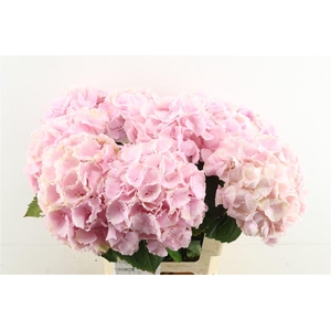 Hydr M Verena Pink 60-19