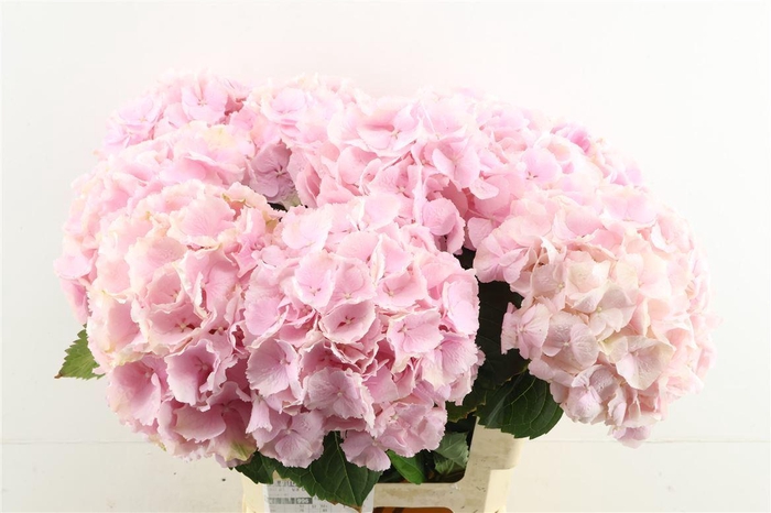 <h4>Hydr M Verena Pink 60-19</h4>