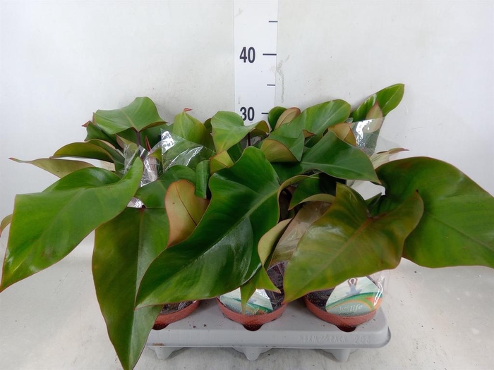 <h4>Philodendron   ...</h4>