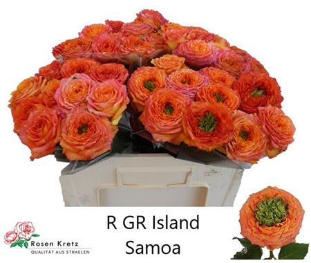 R Gr Gr Island Samoa