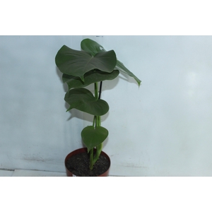 MONSTERA DELICIOSA P17