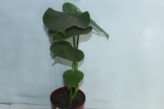 <h4>MONSTERA DELICIOSA P17</h4>