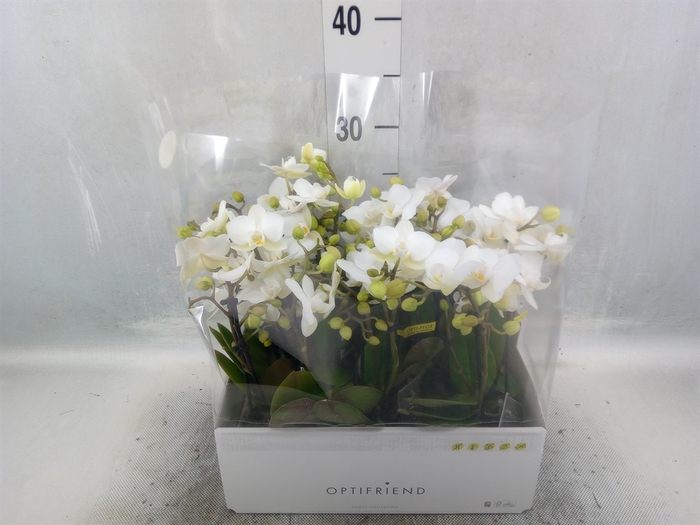 <h4>Phalaenopsis multi.   ...white</h4>