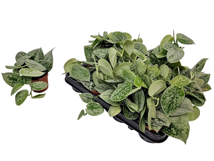 <h4>Scindapsus pictus 'Silvery Ann'</h4>