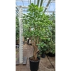 Schefflera Amate