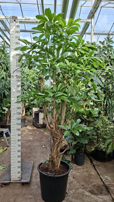Schefflera Amate