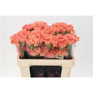 Di St Std Orange Hermes