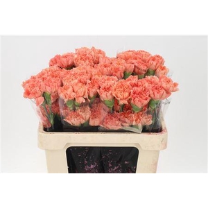 Di St Std Orange Hermes