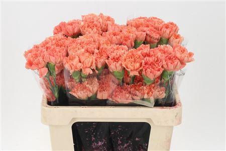 <h4>Di St Std Orange Hermes</h4>