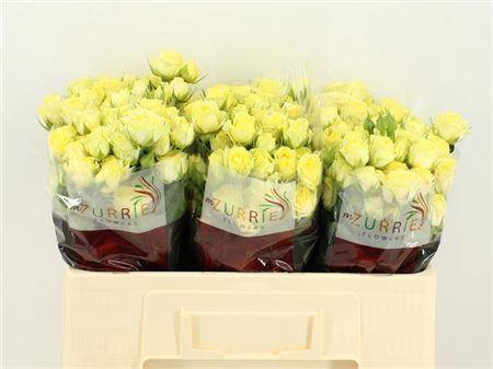 <h4>R Tr Wedding Invite</h4>