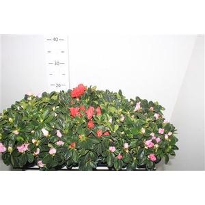 ** Rhodo Si Gem * Winter Promo *