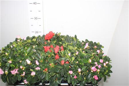 <h4>** Rhodo Si Gem * Winter Promo *</h4>