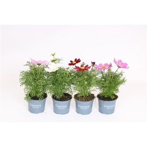 Cosmos Bipinnatus mixkar