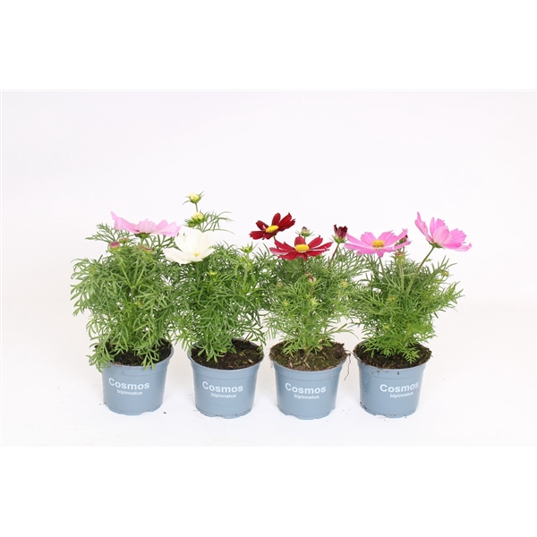 <h4>Cosmos Bipinnatus mixkar</h4>