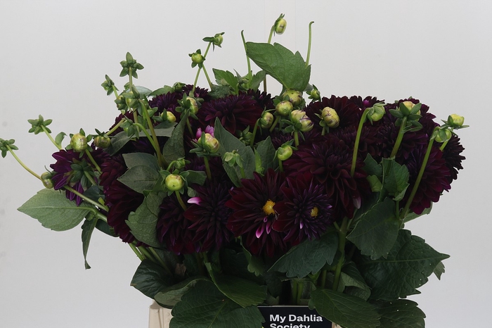 Dahlia Duke Duweno