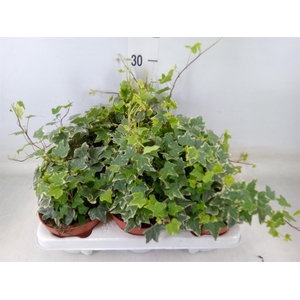 Hedera   ...variegated