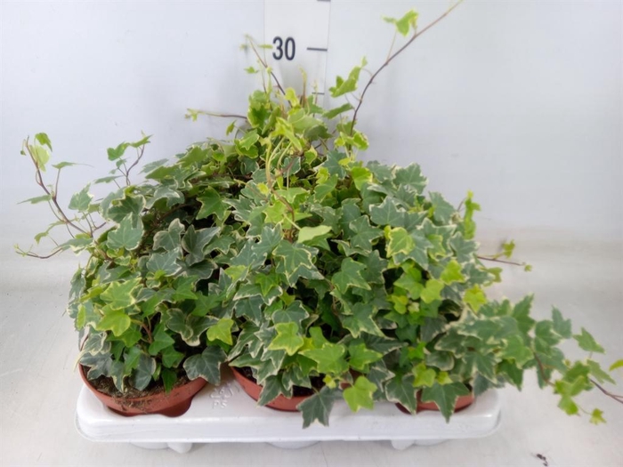 <h4>Hedera ...variegated</h4>