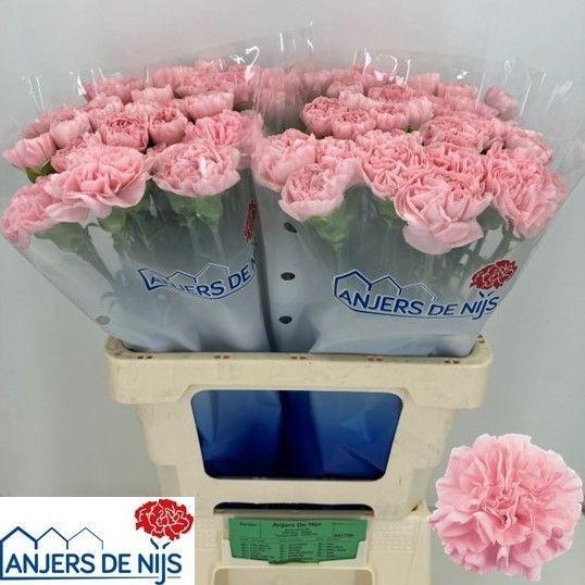 <h4>DI ST PINK MONTEZUMA</h4>