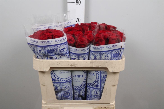 <h4>R Gr Red Naomi!</h4>