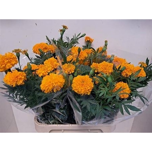 Tagetes E Co Deep Orange