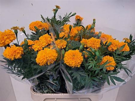 <h4>Tagetes E Co Deep Orange Ex</h4>