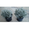 Helichrysum italicum