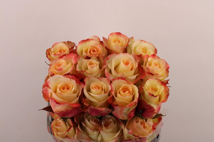 <h4>R Gr Aubade</h4>