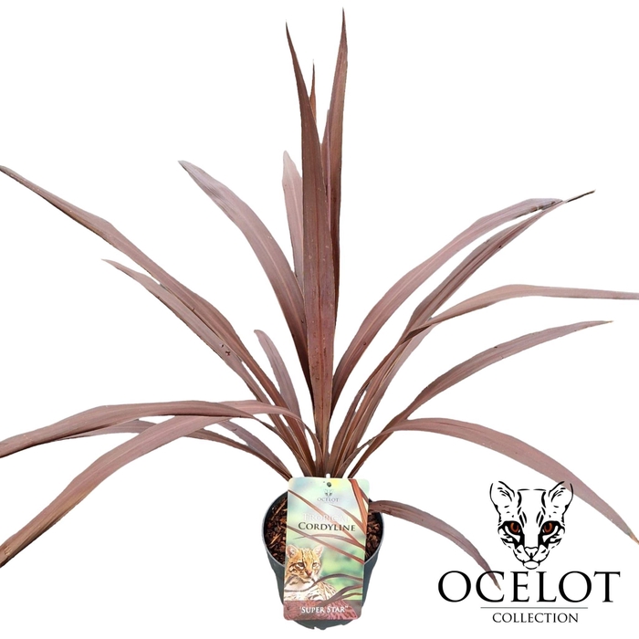 <h4>Cordyline australis 'Super Star'</h4>