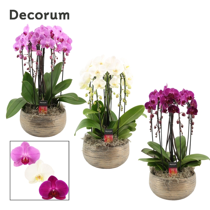 <h4>Oro cascade 6 tak symphony mix (Deco-collection)</h4>