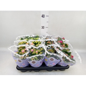 Kalanchoe blos.   ..rosebud mix  5