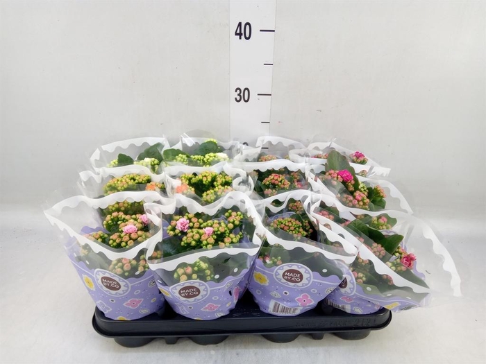 <h4>Kalanchoe blos.   ..rosebud mix  5</h4>