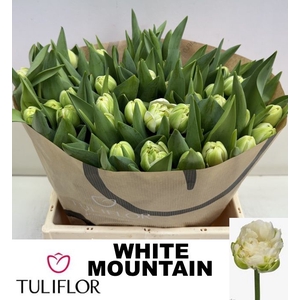 TU DU WHITE MOUNTAIN