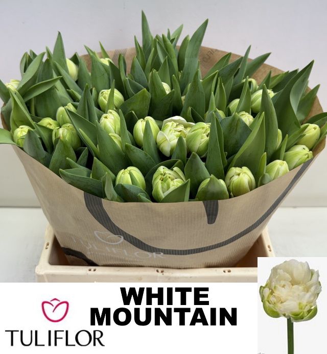 <h4>TU DU WHITE MOUNTAIN</h4>