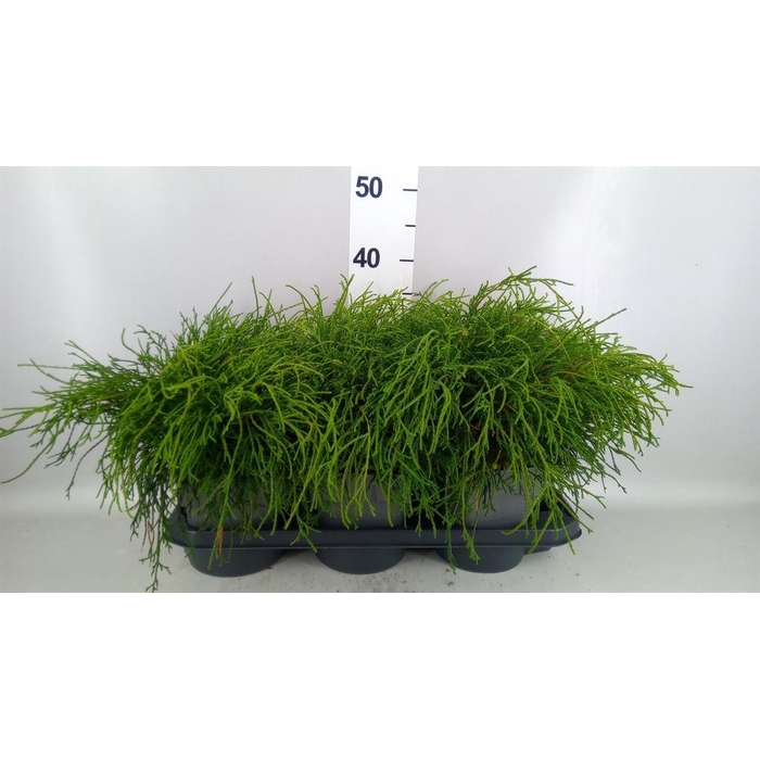 <h4>Chamaecyparis pis. 'Filifer Nana'</h4>