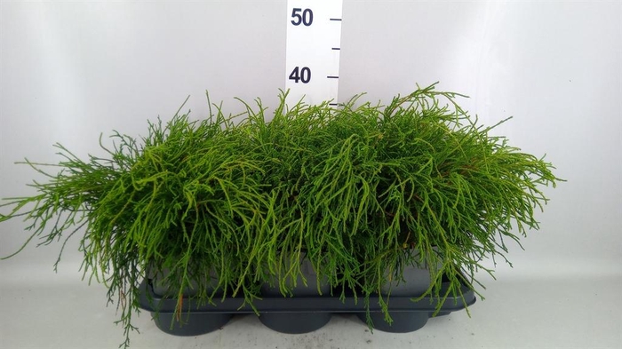 Chamaecyparis pis. 'Filifer Nana'