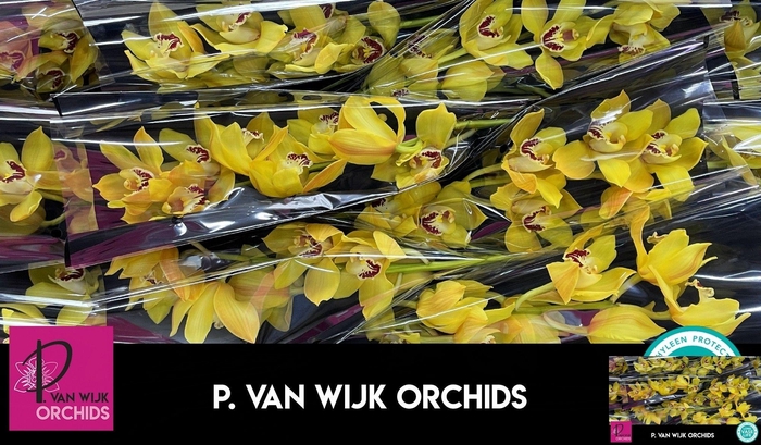 <h4>CYMB T COOKSBRIDGE</h4>