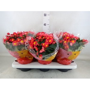 Begonia elat. HL 'Valentino Pink'