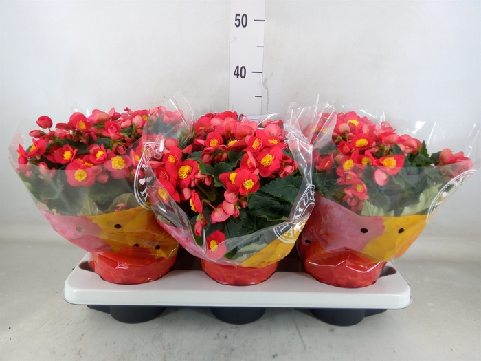 <h4>Begonia elat. HL 'Valentino Pink'</h4>