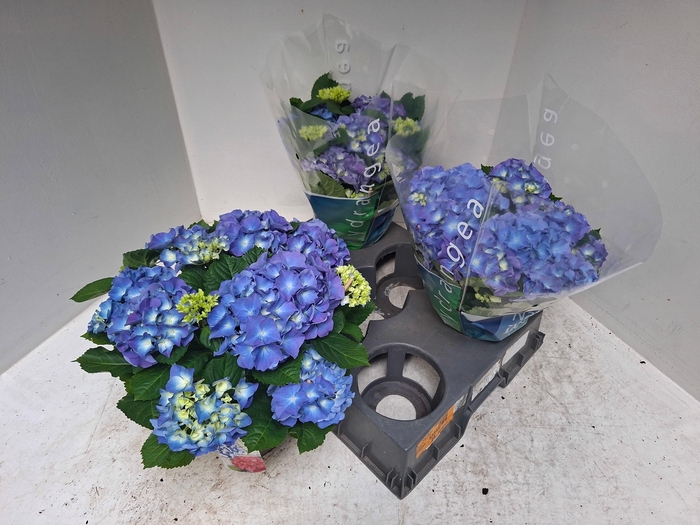 <h4>HYDR M BLAUER ZWERG</h4>