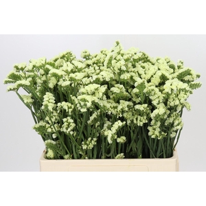 Limonium sinuatum Yellow Sun Birds