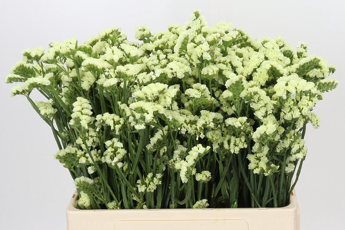 <h4>Limonium sinuatum Yellow Sun Birds</h4>