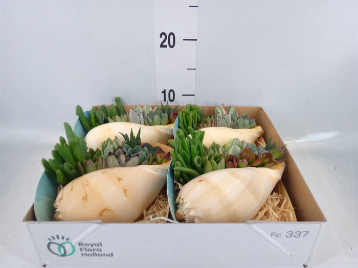 <h4>Planten  ..in schelp L%</h4>