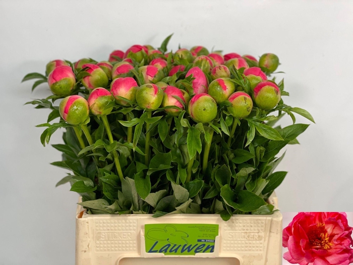 <h4>PAEO CORAL SUNSET</h4>