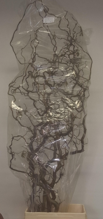 <h4>CORYL AV CONTORTA</h4>