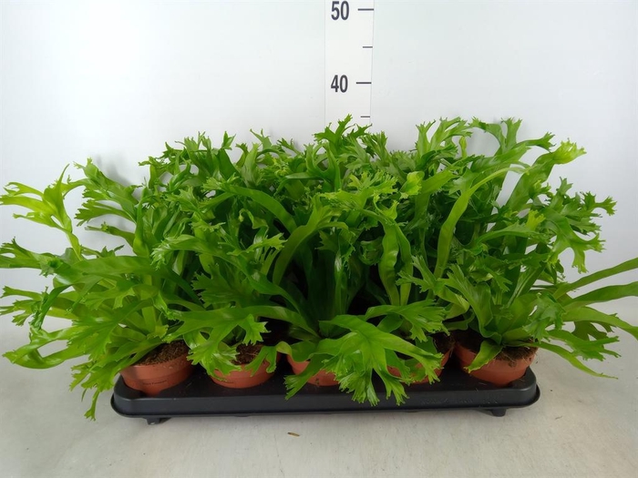 <h4>Asplenium nidus 'Crissie'</h4>