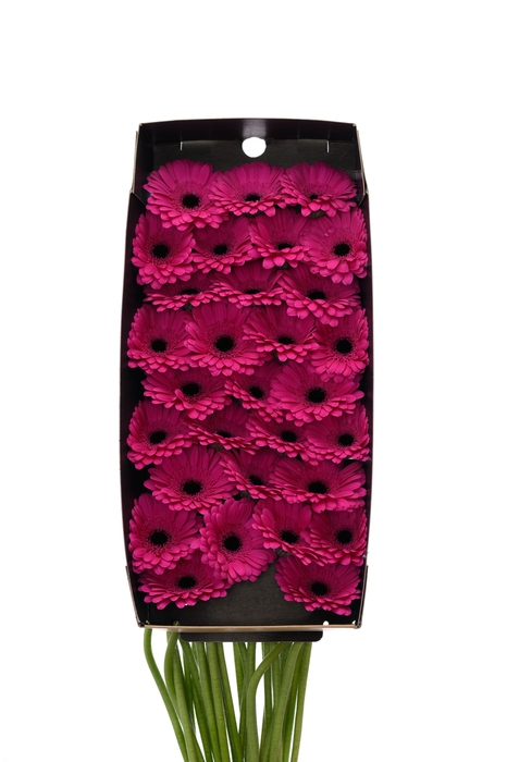 <h4>Germini Anna Doos</h4>